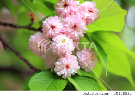 Kenrokuen Gakuen cherry tree 30168822
