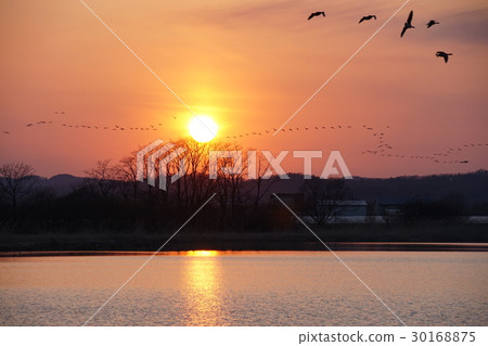 宮島沼澤馬根和日落（北海道Bibai市） 30168875