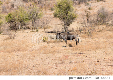 Wildebeest from Africa, Pilanesberg National Park 30168885