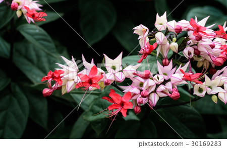Clerodendrum thomsoniae 30169283