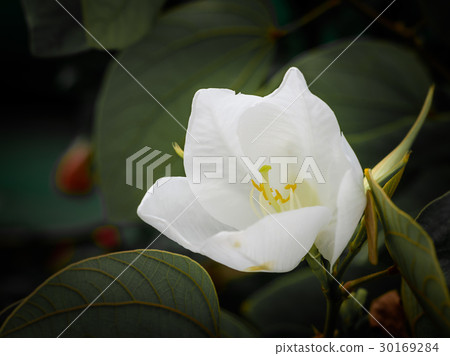 White jasmine bloom 30169284