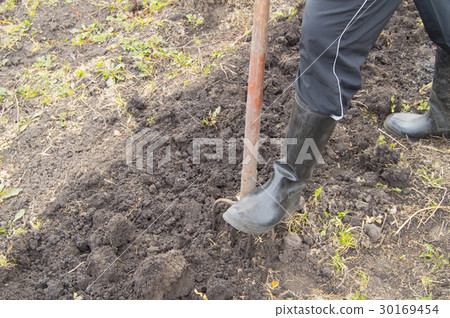 Gardener works in the garden, digging the soil for 30169454