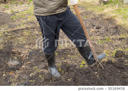 Gardener works in the garden, digging the soil for 30169456
