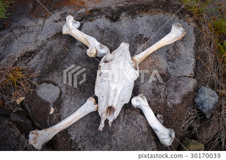 Horse skull and bones 30170039