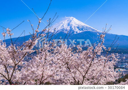 Mt. Fuji and cherry blossoms in full bloom Mt. Fuji and cherry blossoms in full bloom 30170084
