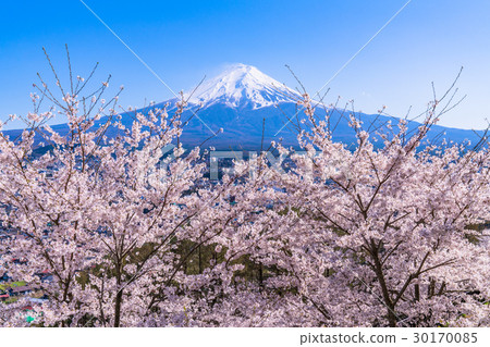 Mt. Fuji and cherry blossoms in full bloom Mt. Fuji and cherry blossoms in full bloom 30170085