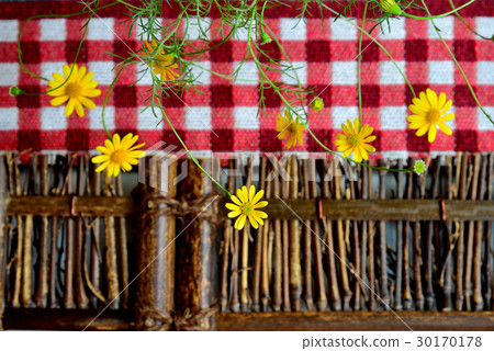 植物 花 格紋 金毛菊 萬點金 竹籬 30170178