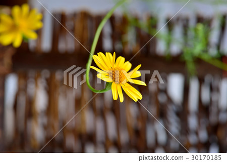 植物 花 金毛菊 萬點金 竹籬 黃 黃色 30170185