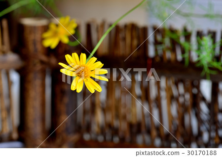 Plant flower golden gerbera tens of gold bamboo hedge yellow yellow 30170188
