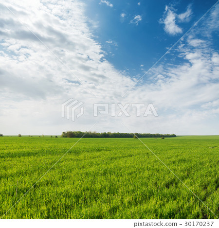 agricultural green grass field and clouds agricultural green grass field and clouds 30170237
