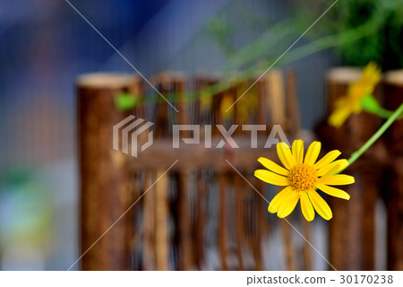 Plant flower golden gerbera tens of gold bamboo hedge yellow yellow 30170238