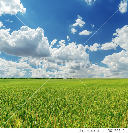 green agricultural field and low clouds over it 30170241