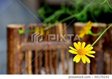 植物 花 金毛菊 萬點金 竹籬 黃 黃色 30170242