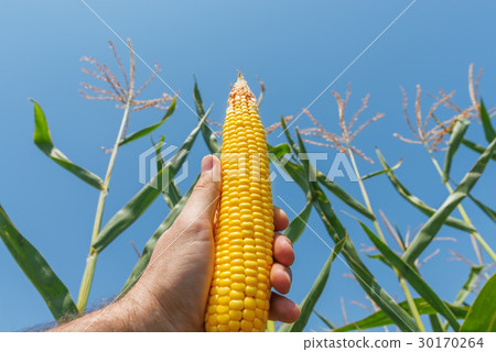 golden maize in hand over field golden maize in hand over field 30170264