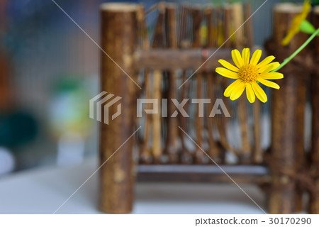 植物 花 金毛菊 萬點金 竹籬 黃 黃色 植物 花 金毛菊 萬點金 竹籬 黃 黃色 30170290