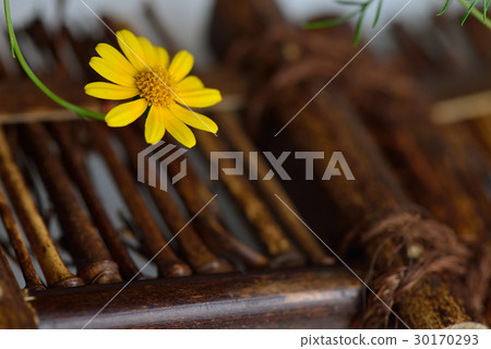 植物 花 金毛菊 萬點金 竹籬 黃 黃色 30170293