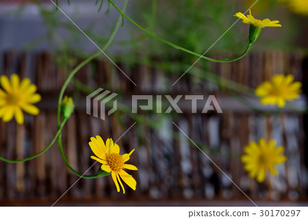植物 花 金毛菊 萬點金 竹籬 黃 黃色 30170297