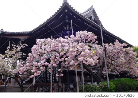 Yakusokuji的雙櫻桃樹 Yakusokuji的雙櫻桃樹 30170626