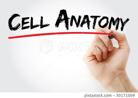 Hand writing Cell anatomy with marker Hand writing Cell anatomy with marker 30171009