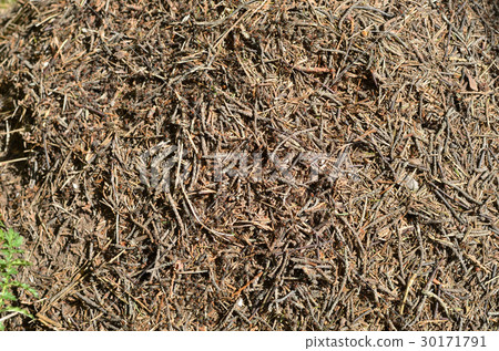 Ants on Anthill 30171791