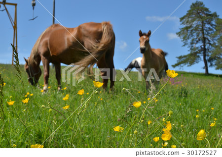 Field With Buttercups and Horses Field With Buttercups and Horses 30172527