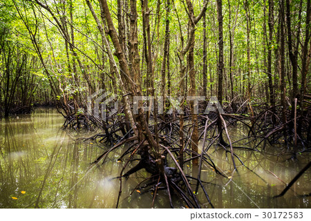 Mangrove trees in Andaman sea Thailand Mangrove trees in Andaman sea Thailand 30172583