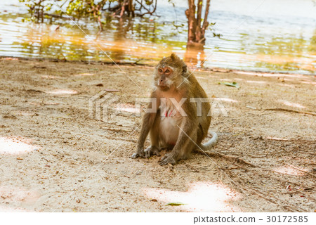 One macaque monkey on riverside 30172585