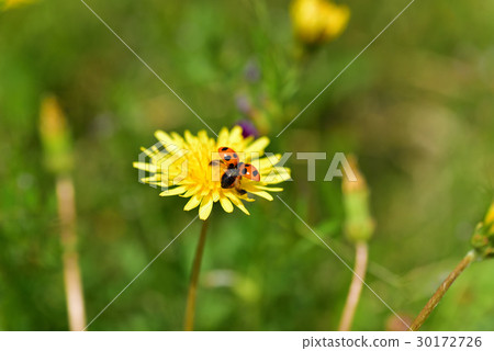 A ladybird expanding its wings and flying away A ladybird expanding its wings and flying away 30172726