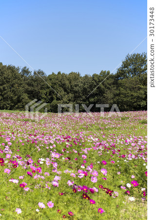  Cosmos field 30173448