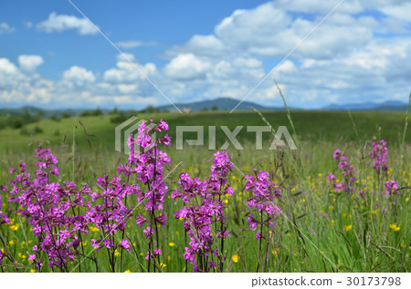Closeup of Pink Wildflowers Closeup of Pink Wildflowers 30173798