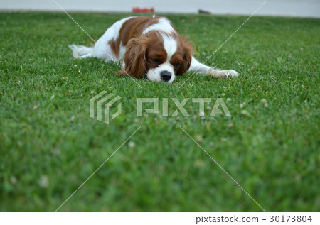 Dog on a Lawn Dog on a Lawn 30173804