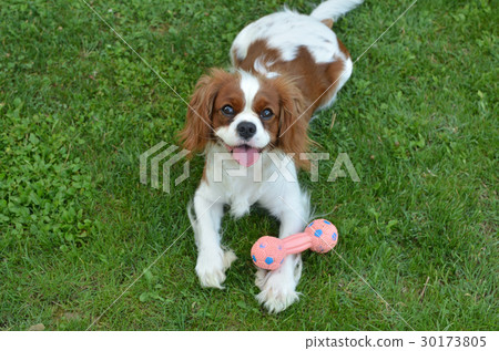 Dog on Green Grass with Its Toy Dog on Green Grass with Its Toy 30173805