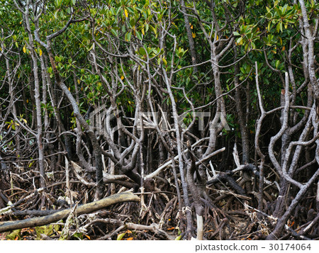 mangrove mangrove 30174064