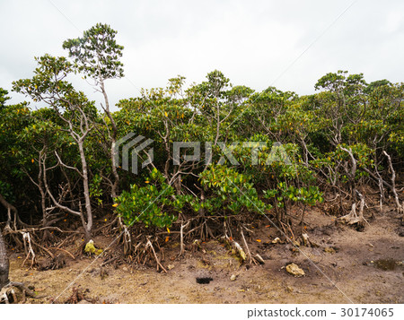 mangrove mangrove 30174065