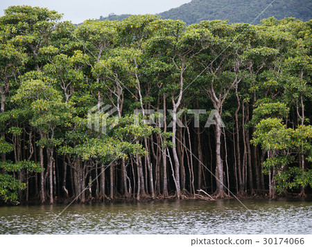 mangrove mangrove 30174066