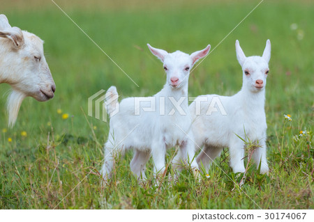 山羊 30174067