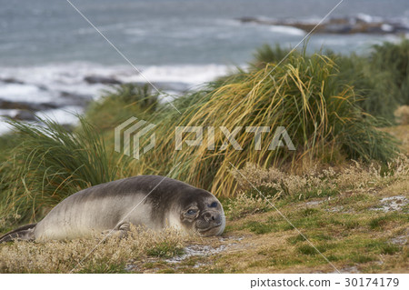 Young Southern Elephant Seal Young Southern Elephant Seal 30174179