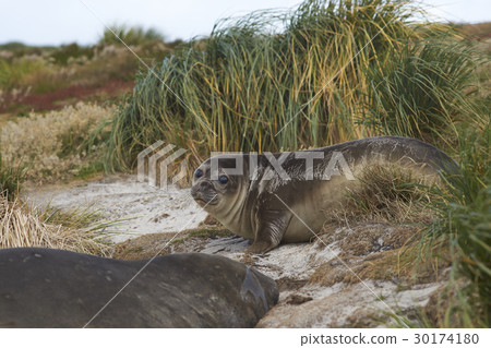 Young Southern Elephant Seal 30174180