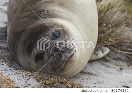 Young Southern Elephant Seal 30174181