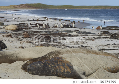 Elephant Seal on a sandy beach 30174199