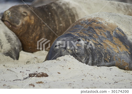 Elephant Seal on a sandy beach 30174200