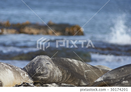 Elephant Seal on a sandy beach 30174201