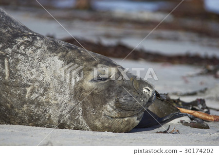 Elephant Seal on a sandy beach Elephant Seal on a sandy beach 30174202