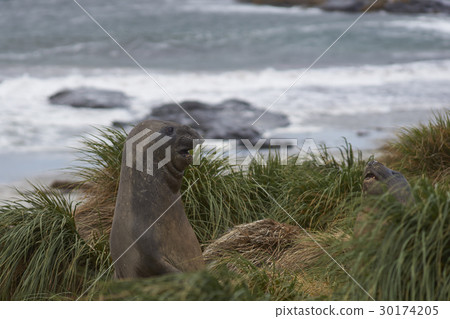 Elephant Seal peering out of the tussock grass Elephant Seal peering out of the tussock grass 30174205