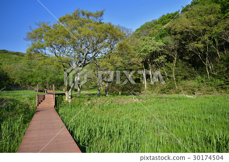 新鮮的綠色季節小森林森林 30174504