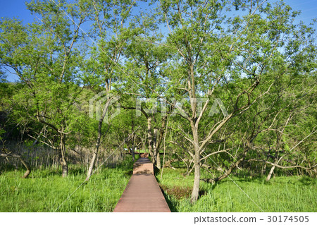 新鮮的綠色季節小森林森林 30174505