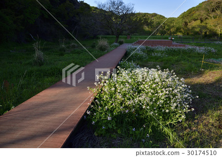 新鮮的綠色季節小森林森林Enoki露台的季節 30174510