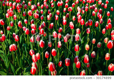 red tulips, green grass red tulips, green grass 30174899