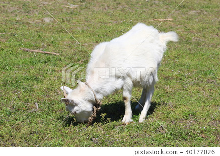 Country Goat 30177026