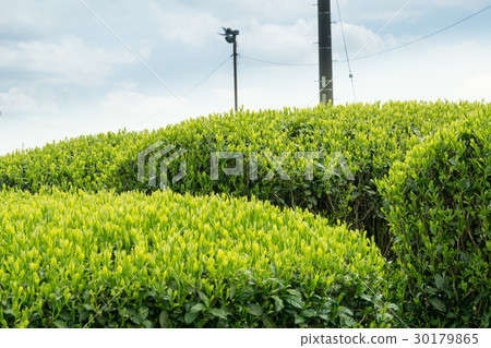 tea, green tea, japanese tea 30179865